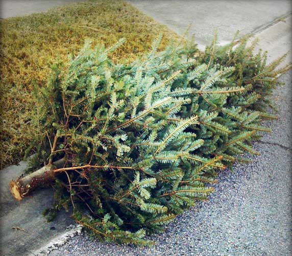 Christmas Tree Pickup Town of Groton