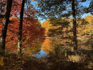 J. Harry Rich State Forest
